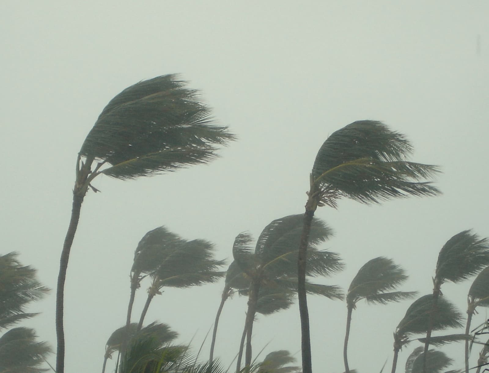 trees Brace Your Awnings: Expert Tips for Weathering Florida's Hurricane Season in Melbourne, FL